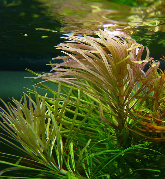 Eusteralis Stellata