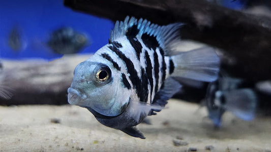Cichlid: Blue Tiger Parrot