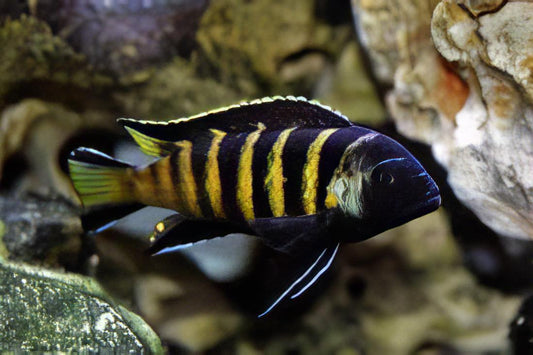 African Cichlid: Chailosi