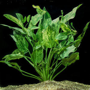Marble Queen Sword