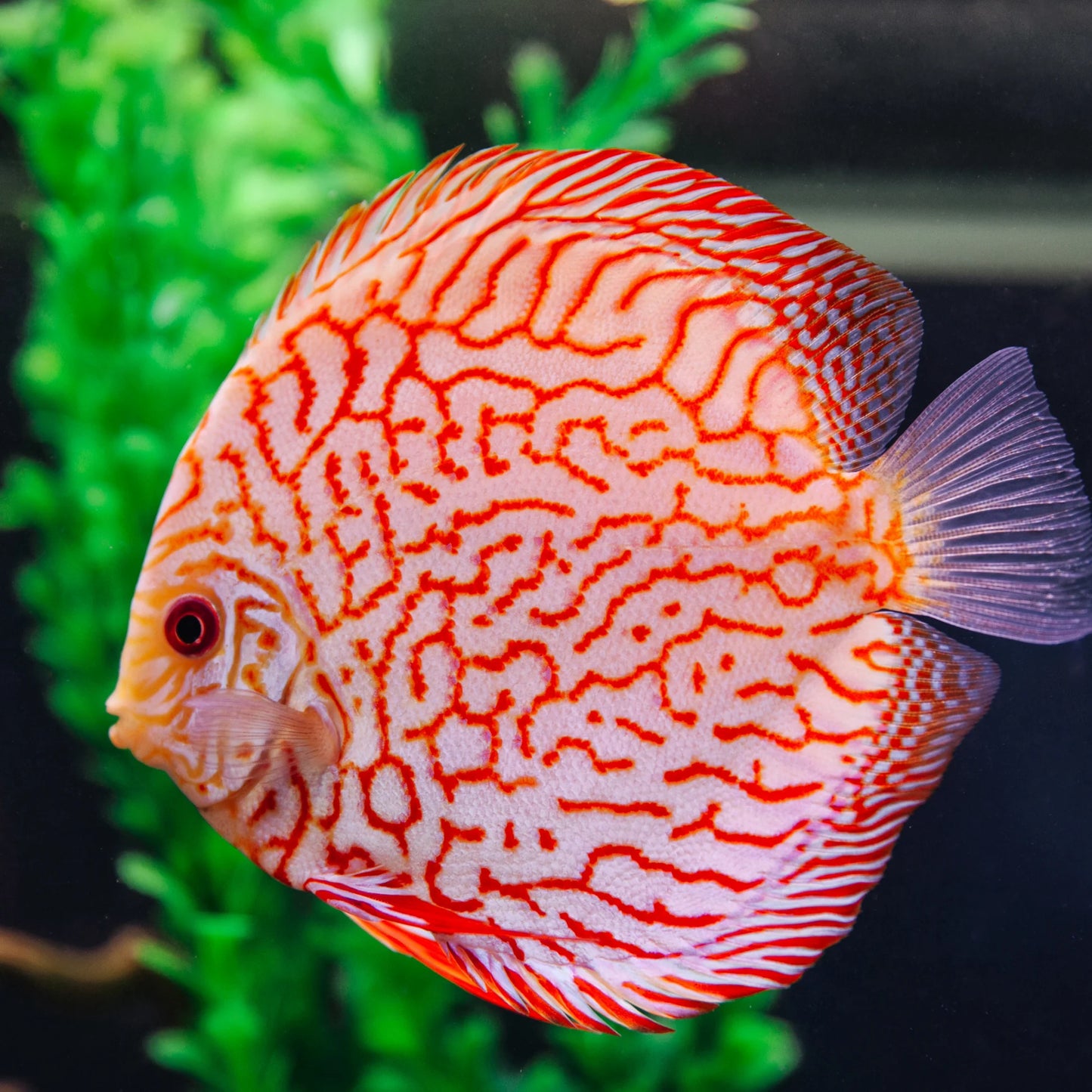 Discus: Red Pigeon Blood