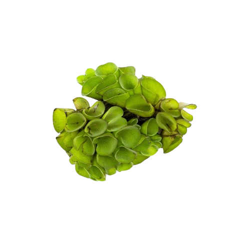 Floating Plants