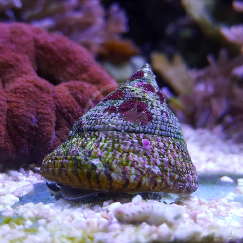 Snail: Astrea