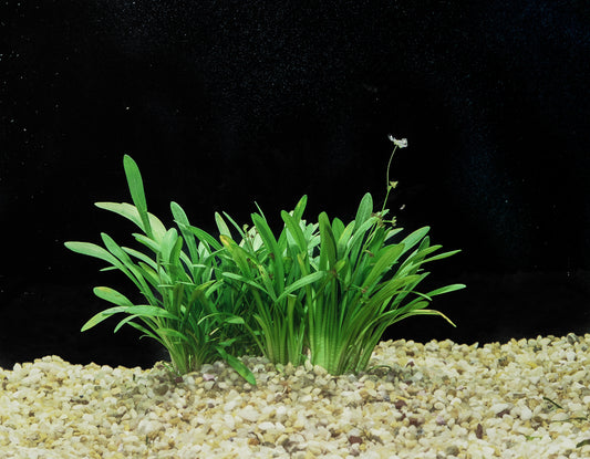 Dwarf Sagittarius