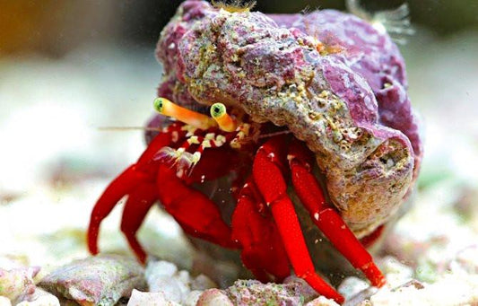 Scarlett Hermit Crab