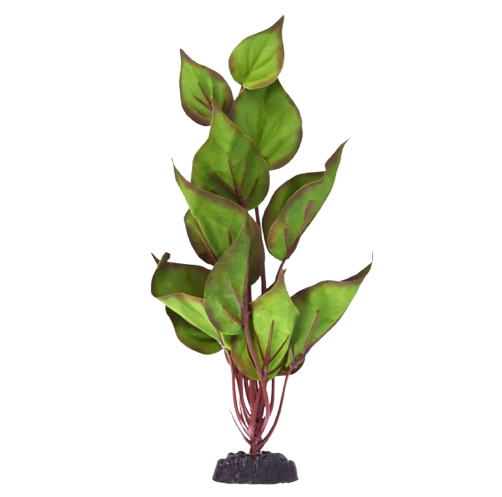 UT: Peace Lily