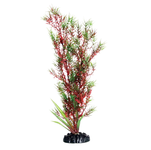 UT: Red/Green Springeri