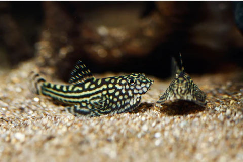 Hillstream Loach