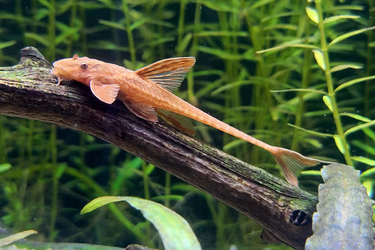 Catfish: Red Whiptail