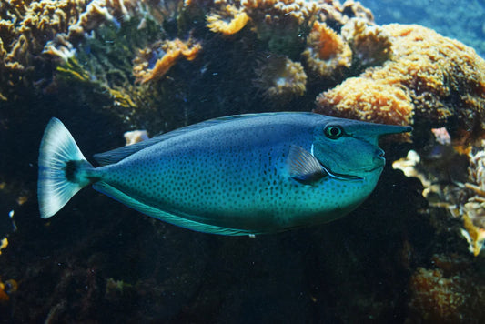 Tang: Spotted Unicorn