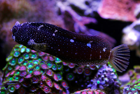 Blenny: Starry