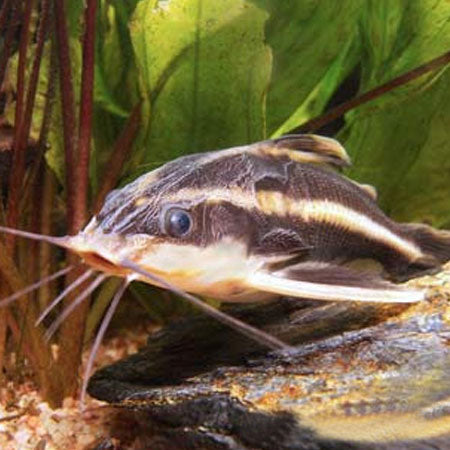 Catfish: Striped Raphael