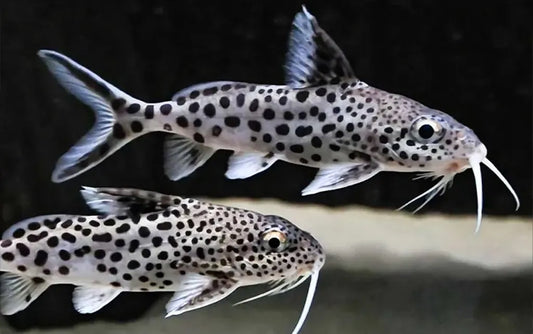 Synodontis: Cuckoo