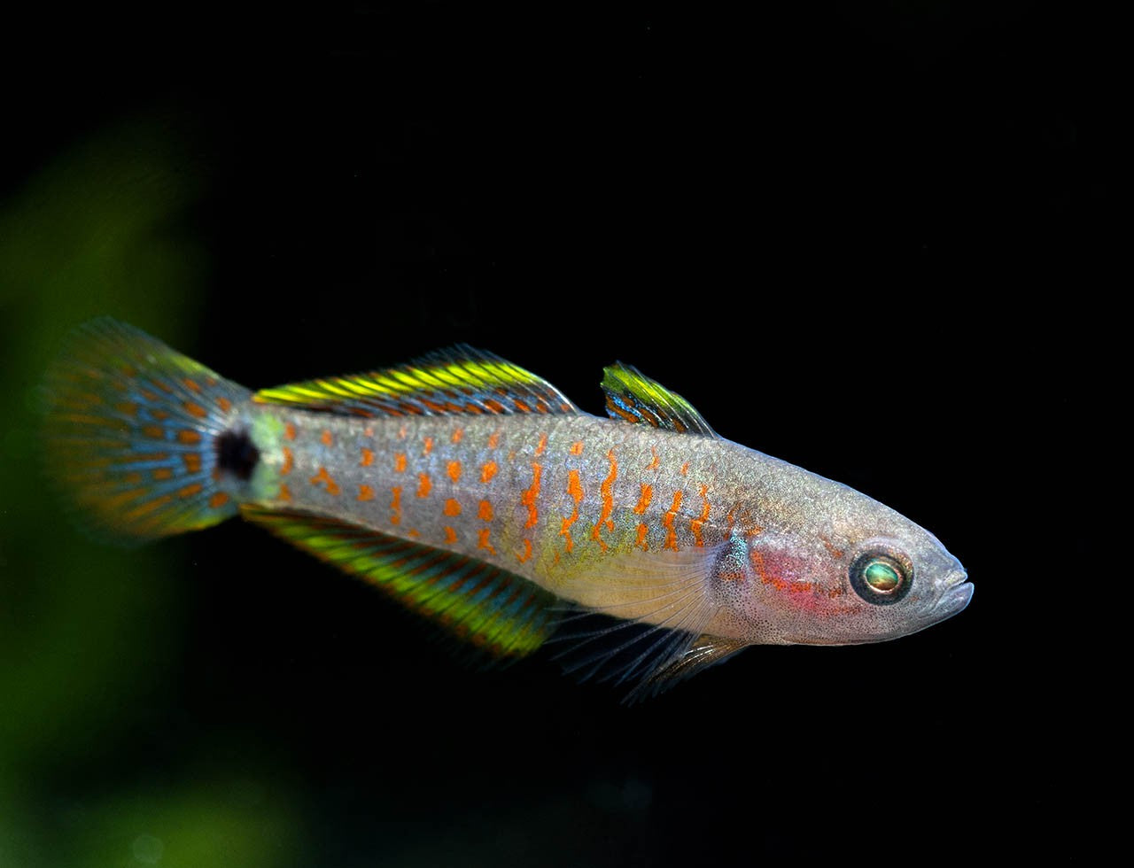 Peacock Gudgeon