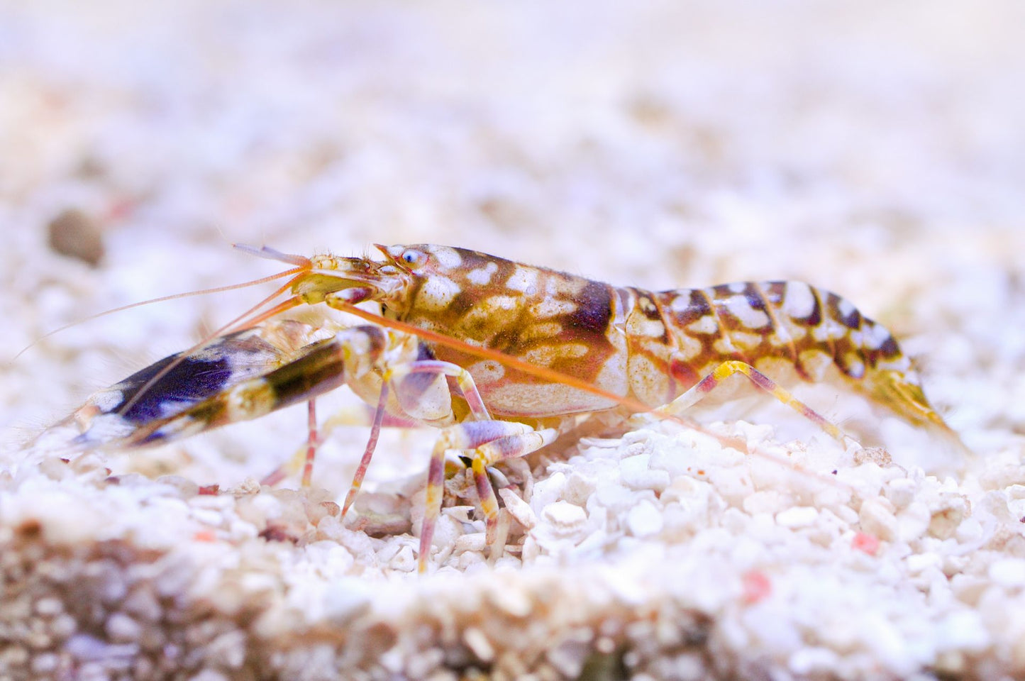 Shrimp: Tiger Pistol