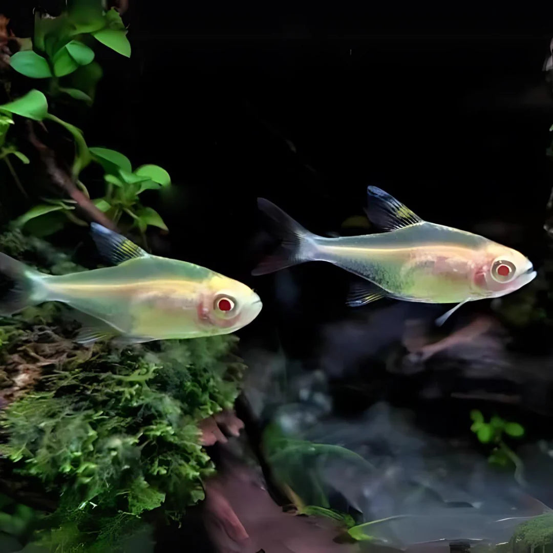 Tetra: Albino Pristella