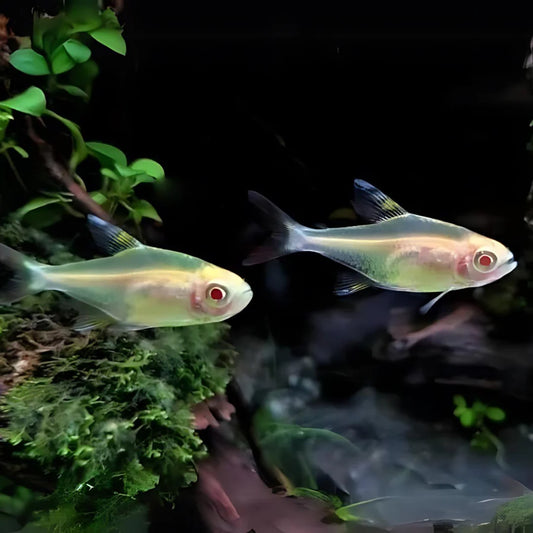 Tetra: Albino Pristella