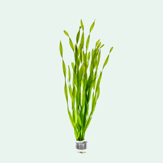 Vallisneria Corkscrew