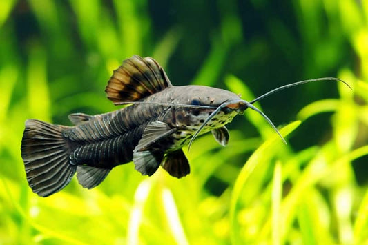 Catfish: Hoplo