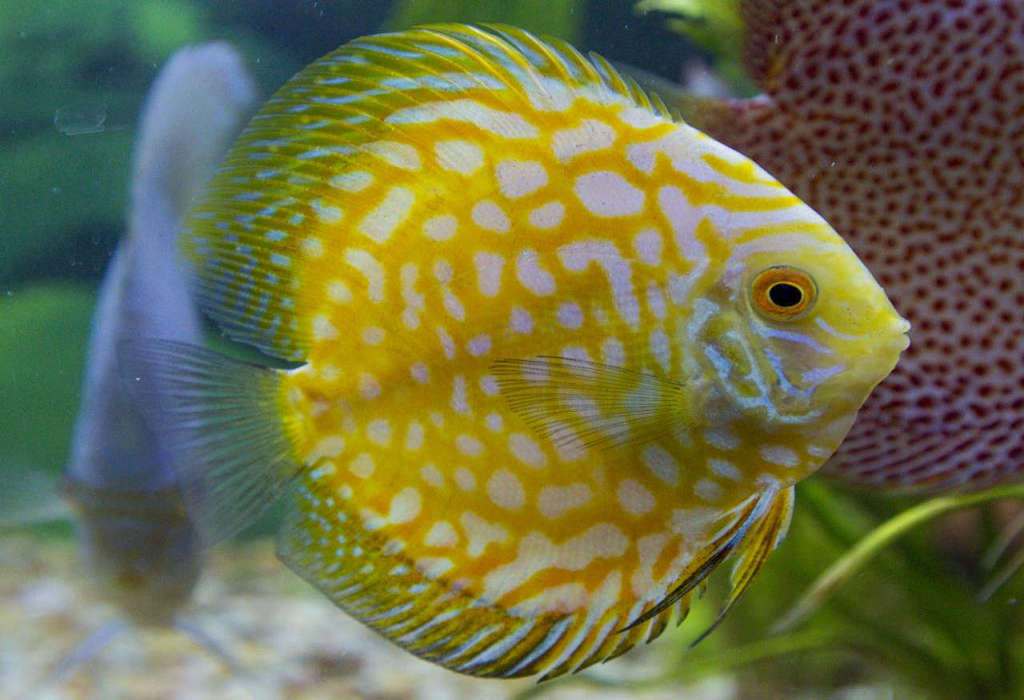 Yellow Pigeon Discus