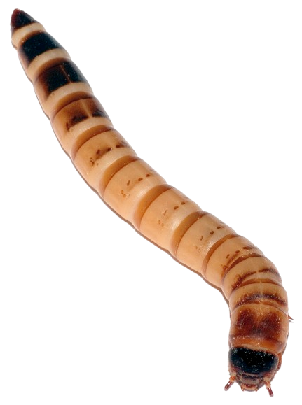 Live Superworms