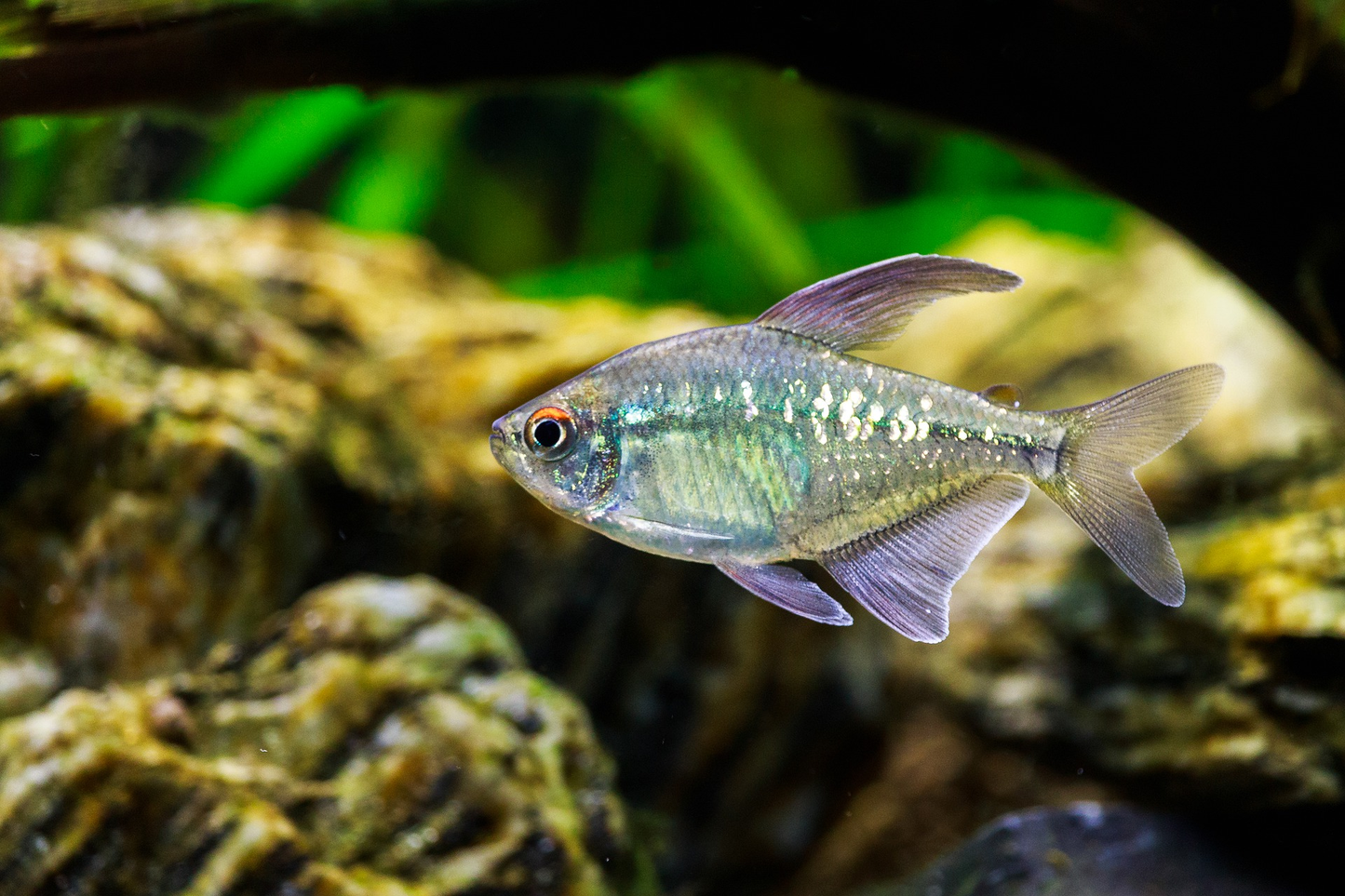 Tetra: Diamond
