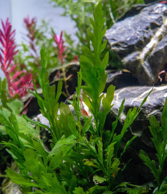 Bolbitis Heudelotii