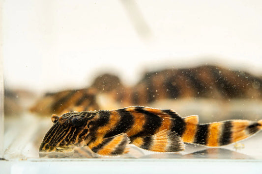Alenquer Tiger Stripe Pleco L397