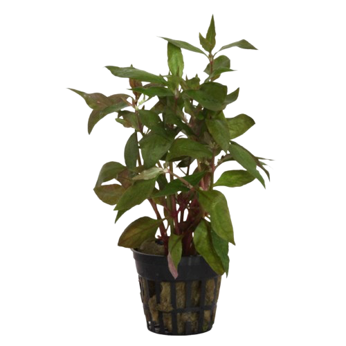 Alternanthera Lilacina