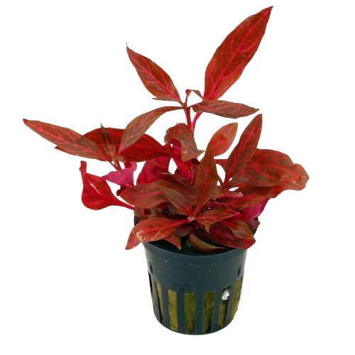 Alternanthera Reineckii