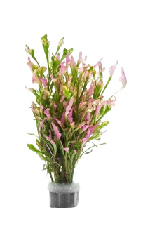 Alternanthera Variegatus