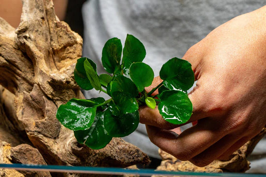 Anubias Barteri Golden Coin