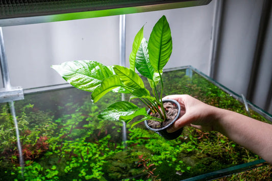 Anubias Heterophylla