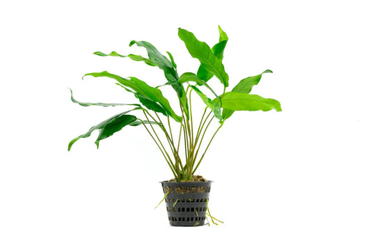 Anubias Minima Mother Plant