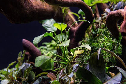 Anubias Nana