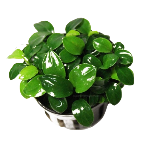 Anubias Barteri