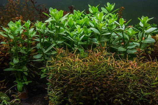 Bacopa: Amplexicaulis