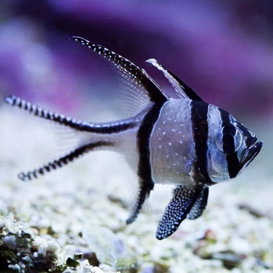 Cardinalfish: Banggai [Captive Bred]