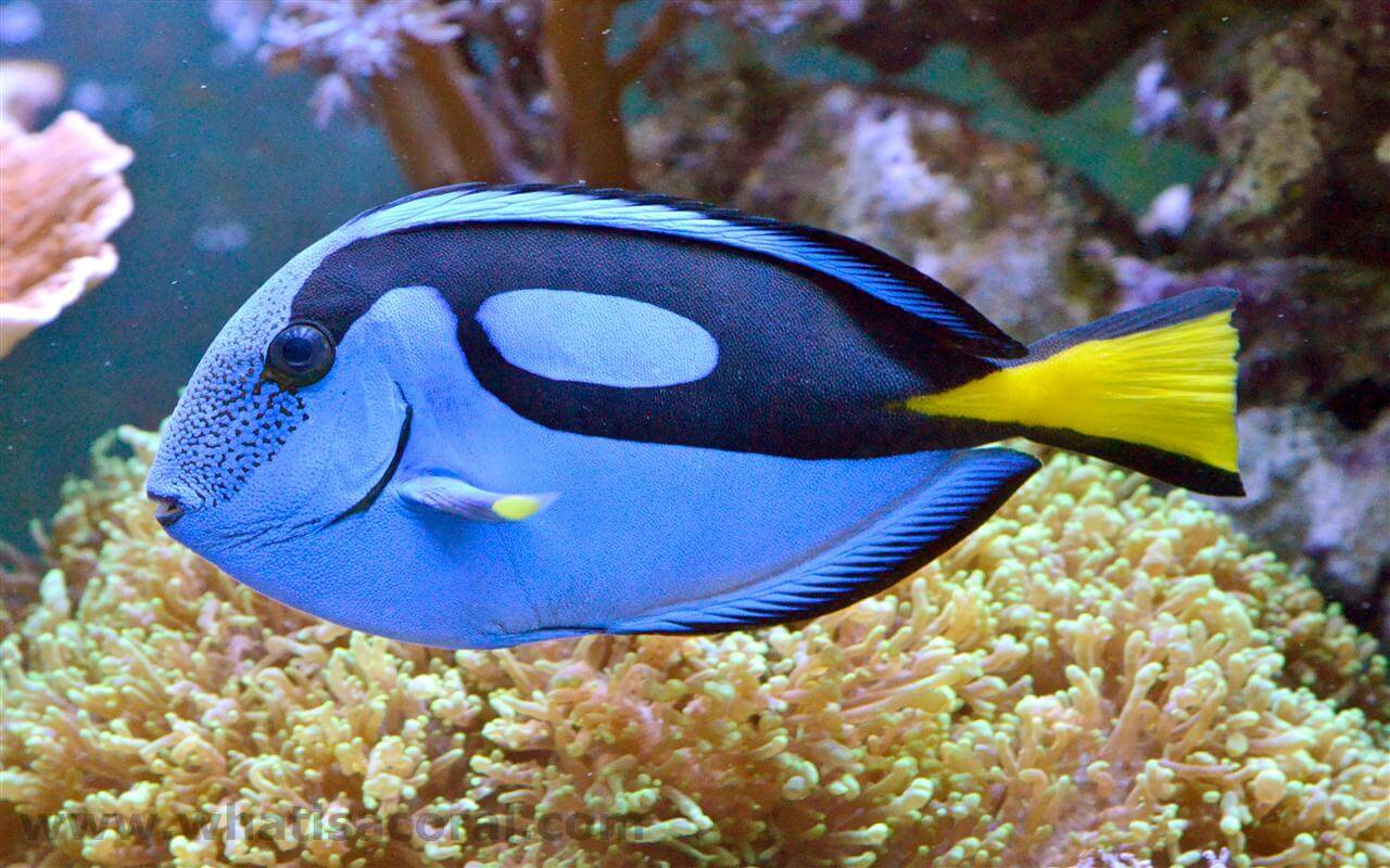 Blue Hippo Tang