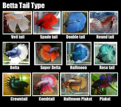 Assorted Betta