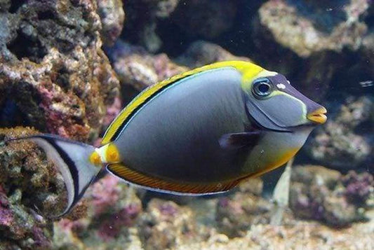 Blonde Naso Tang