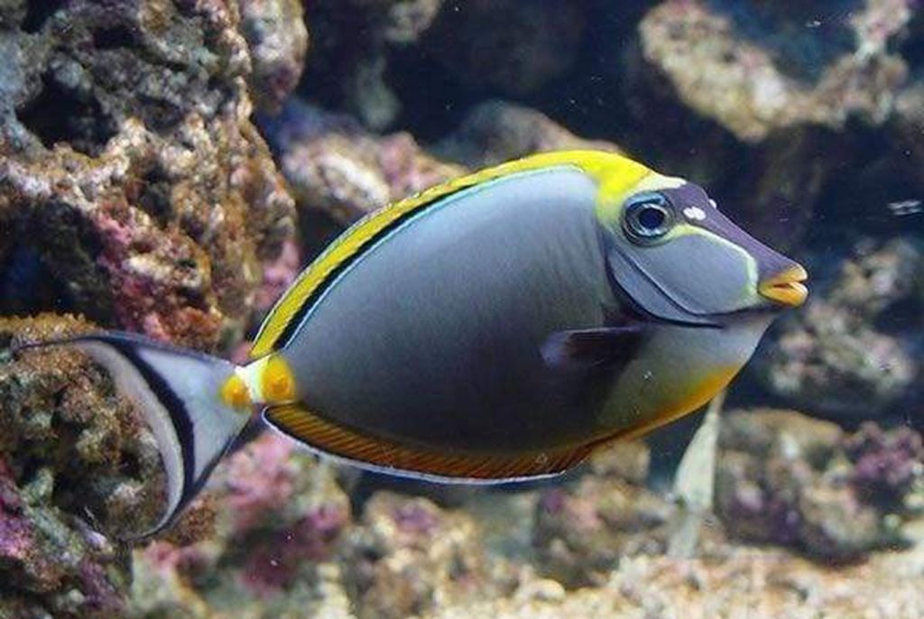 Blonde Naso Tang