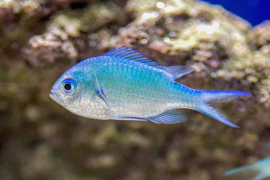 Damsel: Blue Green Chromis