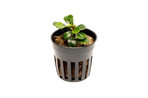 Bucephalandra: Apple Leaf