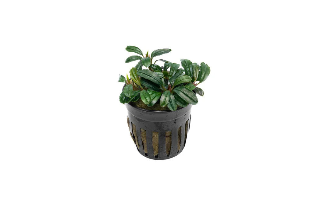 Bucephalandra: Brownie Phoenix