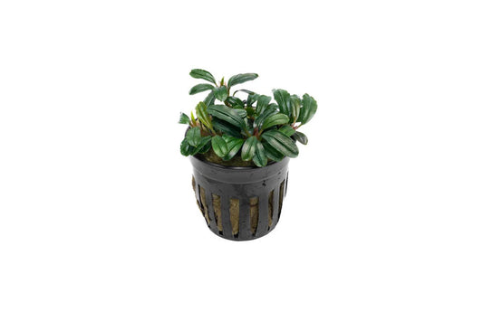 Bucephalandra: Brownie Phoenix