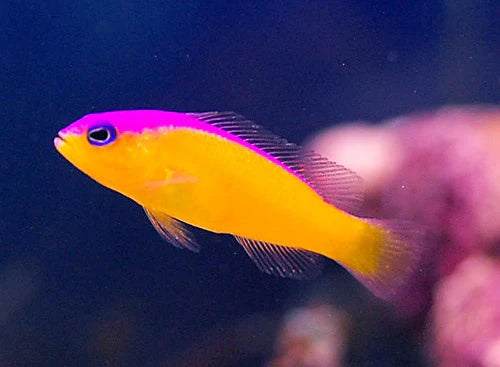 Dottyback: Purple Stripe