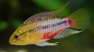 Cichlid: Apistogramma Hongsloi