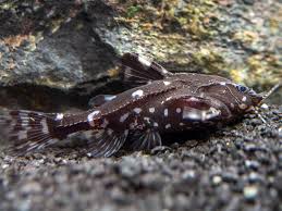 Catfish: Spotted Raphael