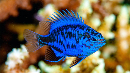 Damsel: Springeri